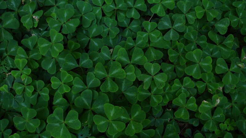 green clover leaves