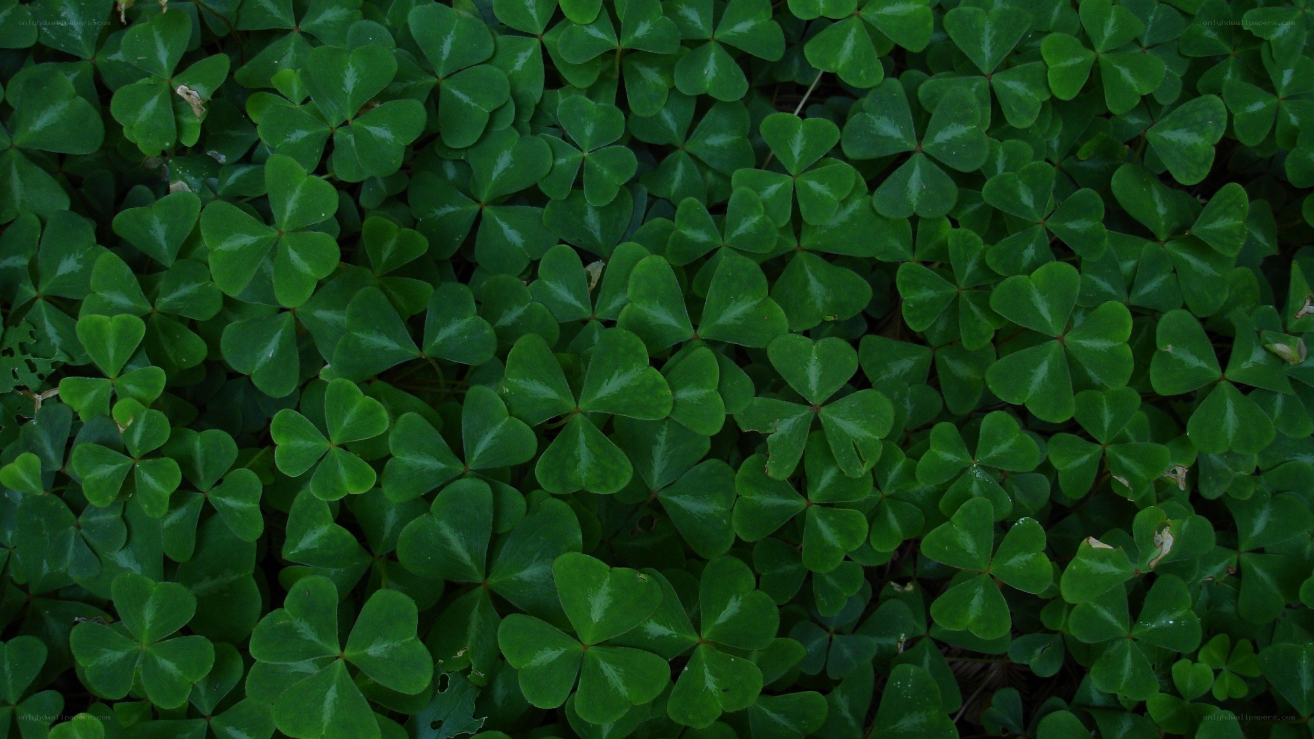 green clover leaves