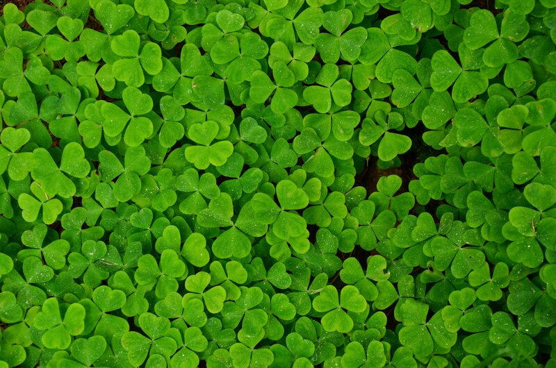 green clover leaves