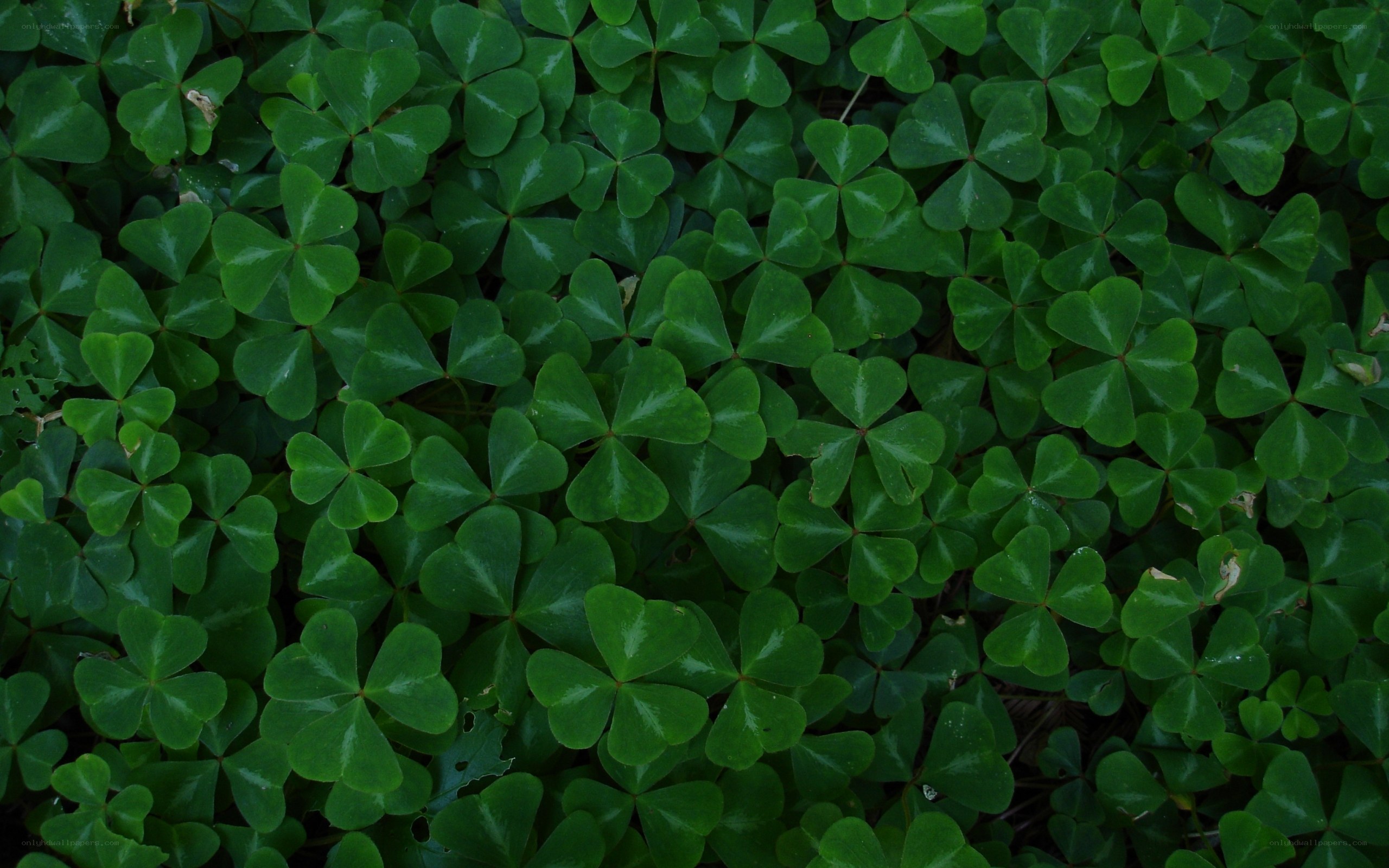 green clover leaves close-up