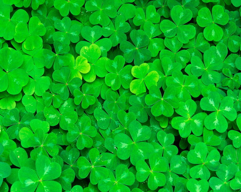 Green clover leaves close-up