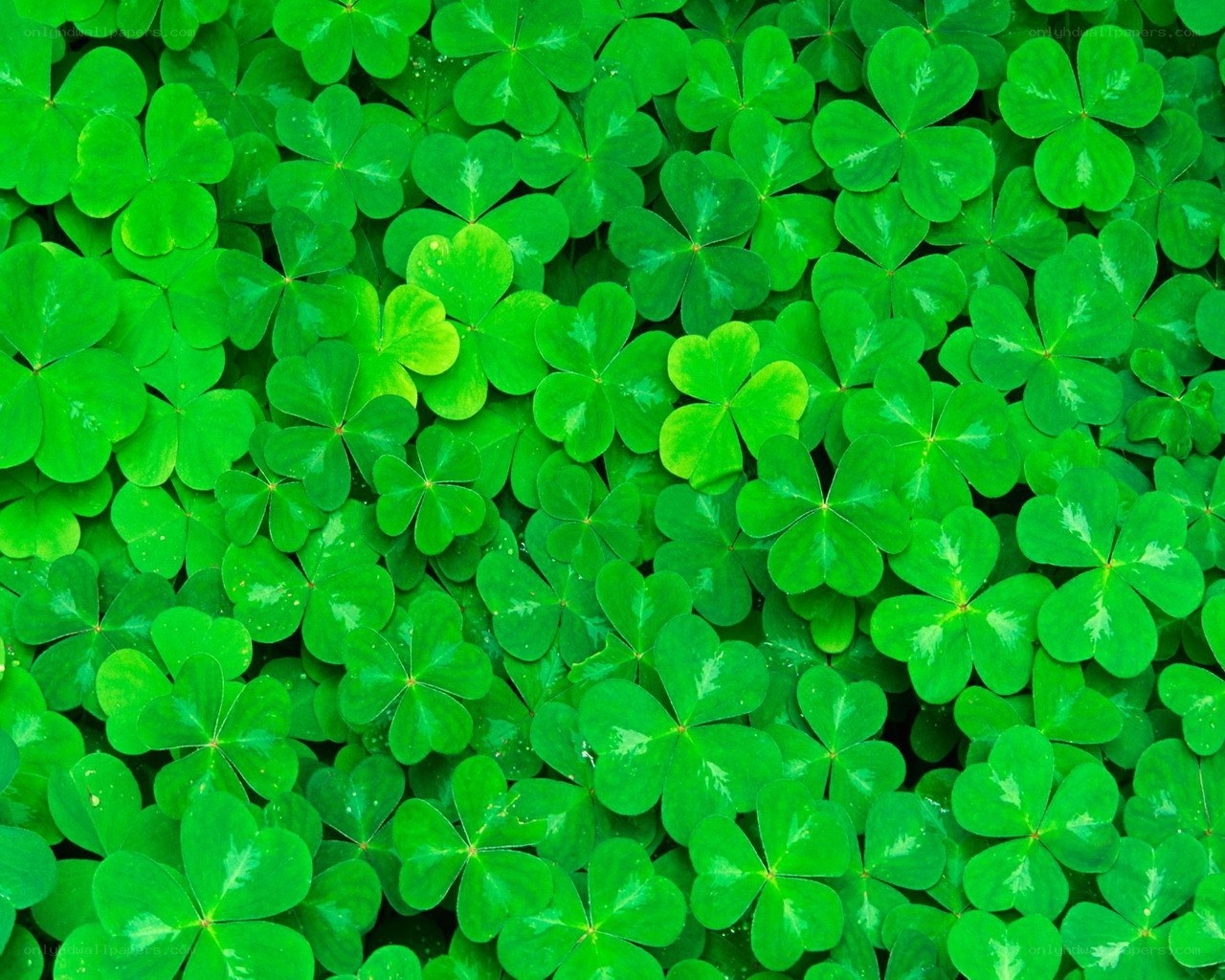 Green clover leaves close-up