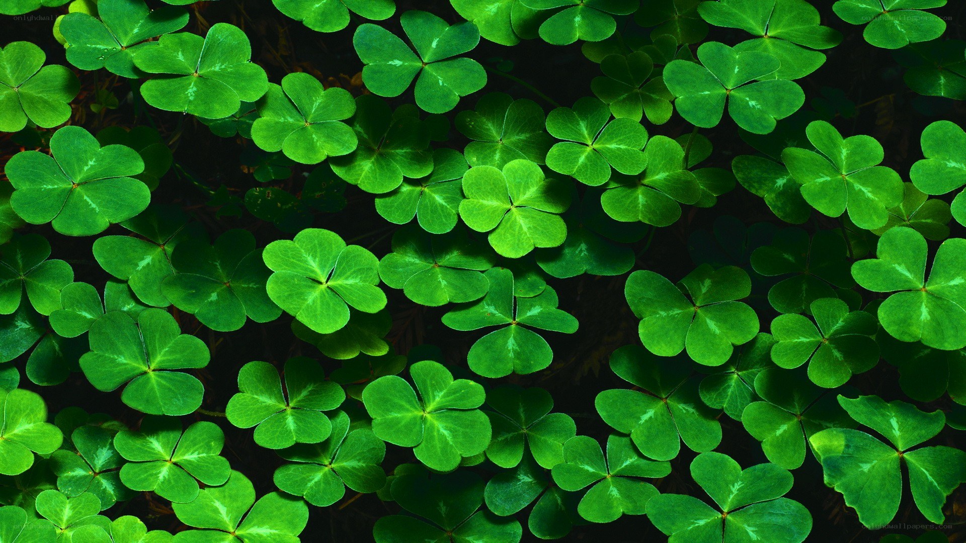 Green clover leaves close-up