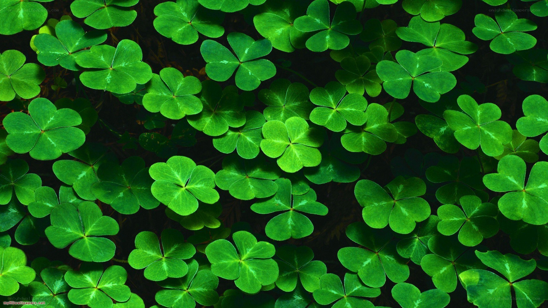 Green clover leaves close-up