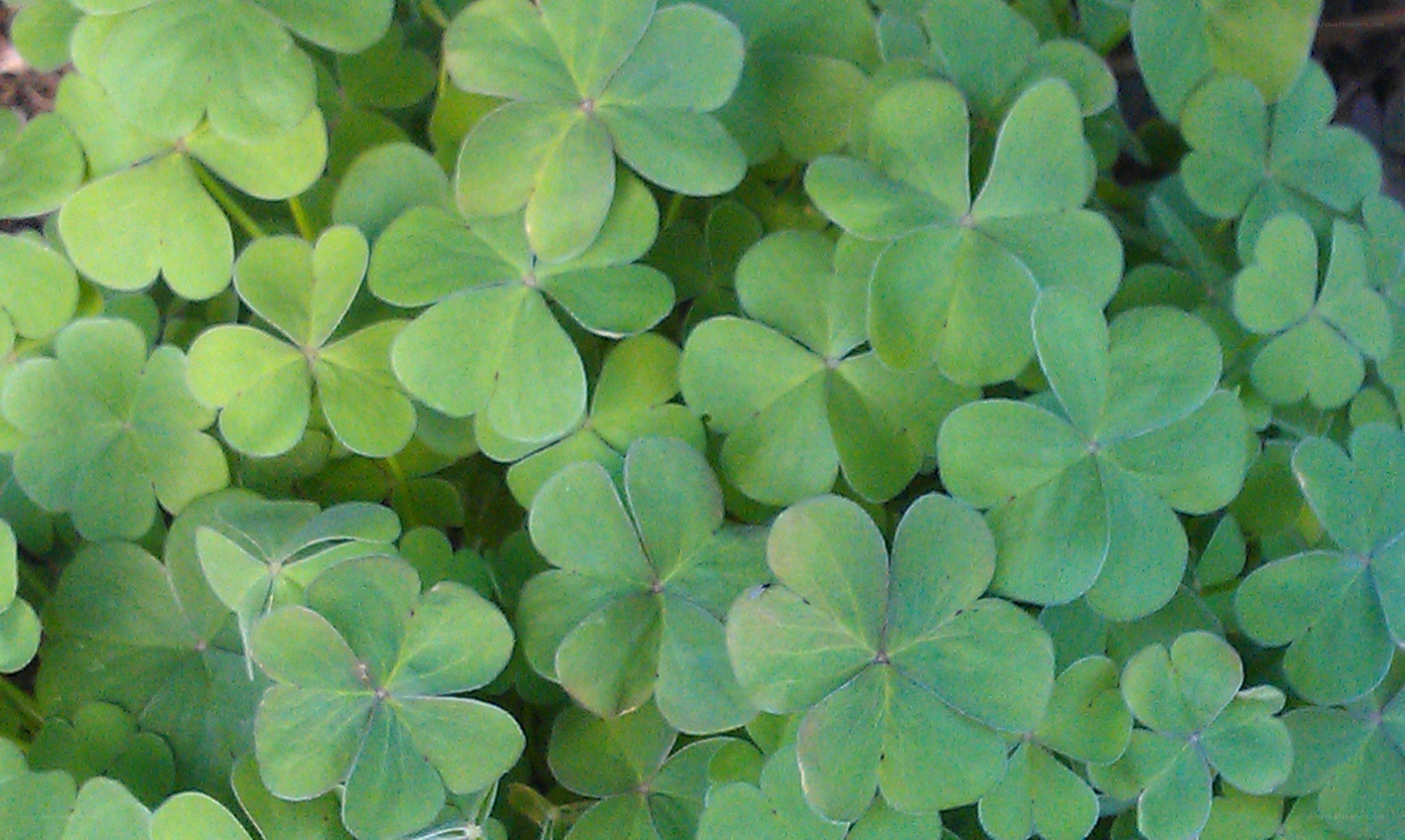 green clover leaves close-up