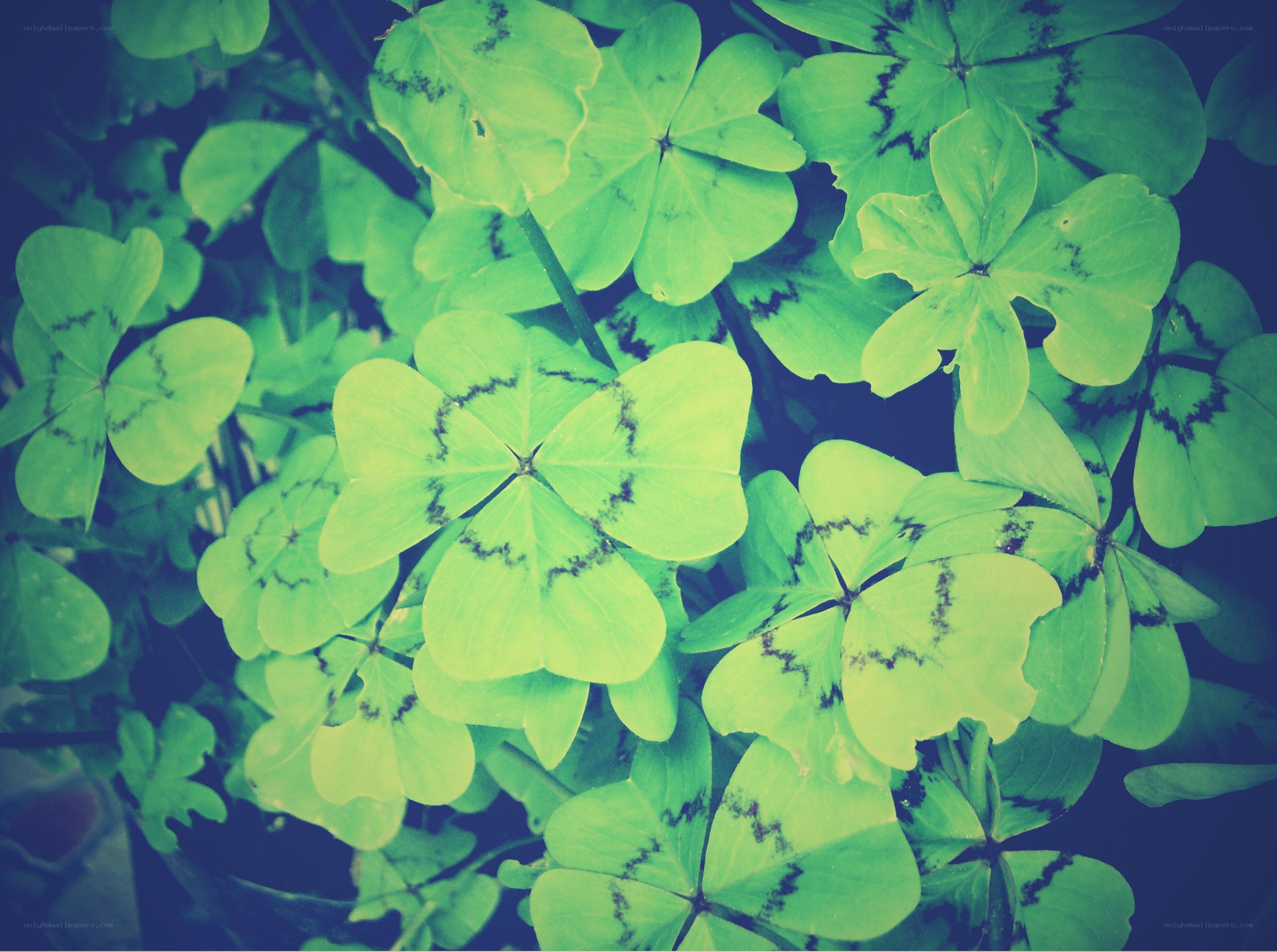 green clover leaves close-up