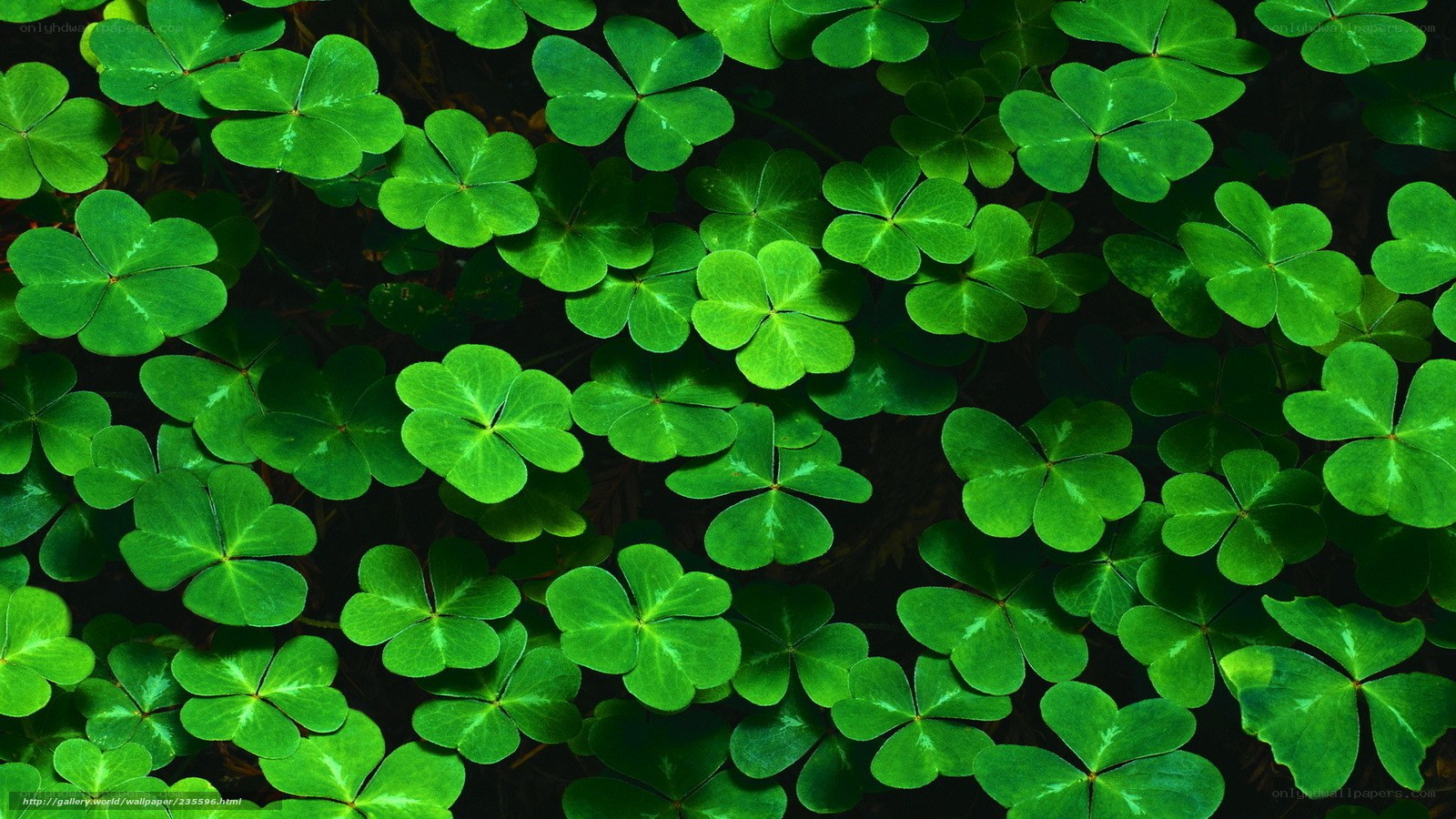 Green clover leaves close-up
