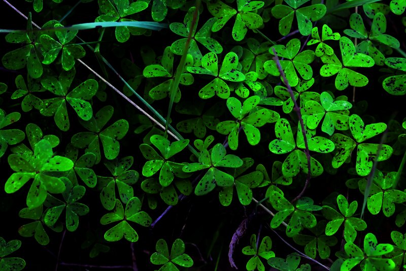 Green Clover Leaves — Dramatic, Photograph