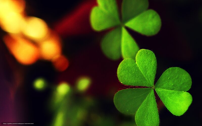 Green Clover Leaves — Dramatic