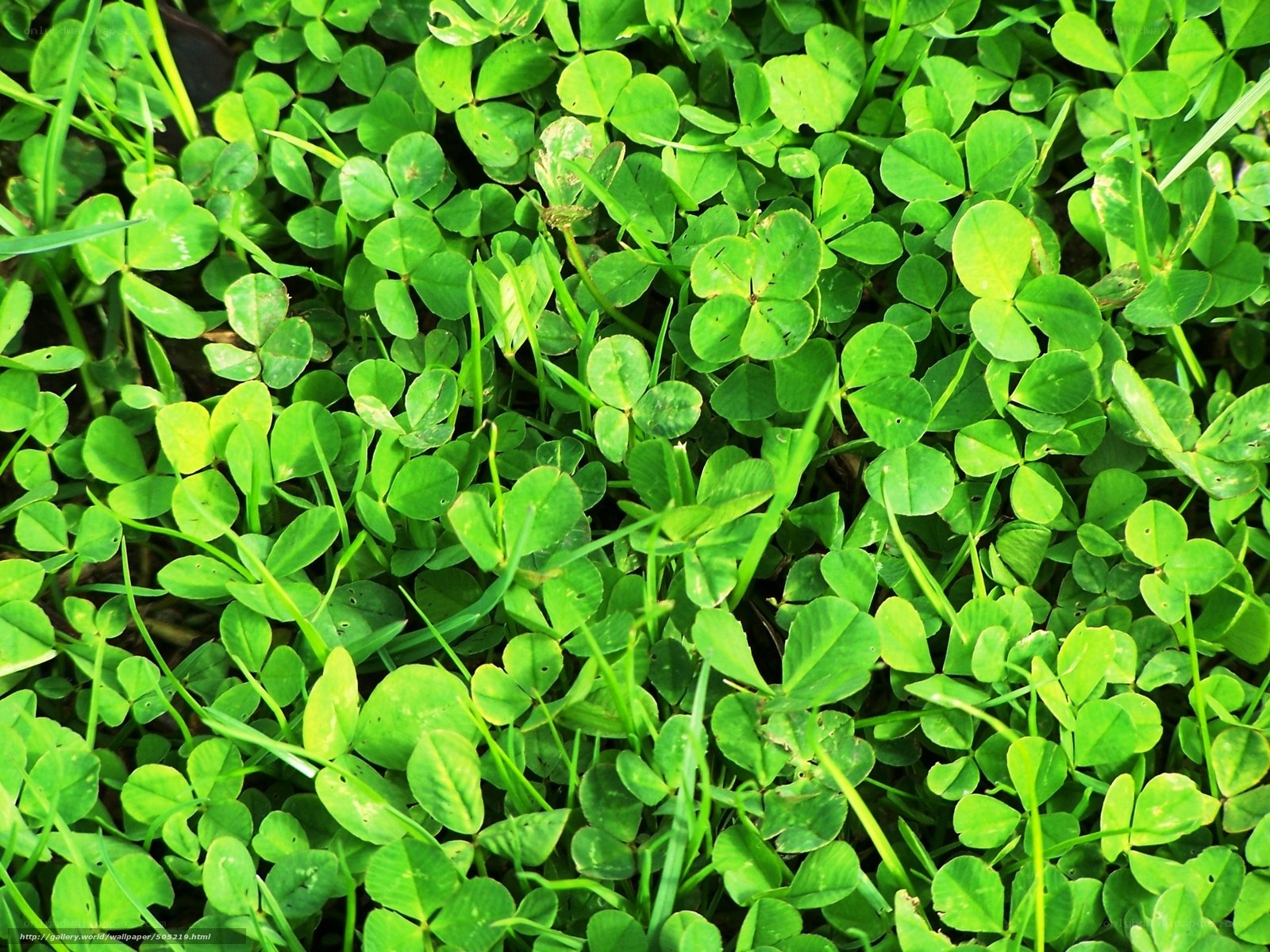 Green clover leaves in a field
