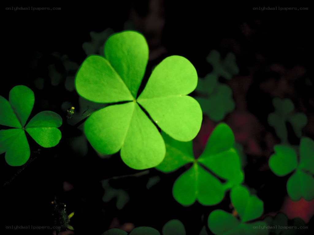 Green clover leaves in darkness
