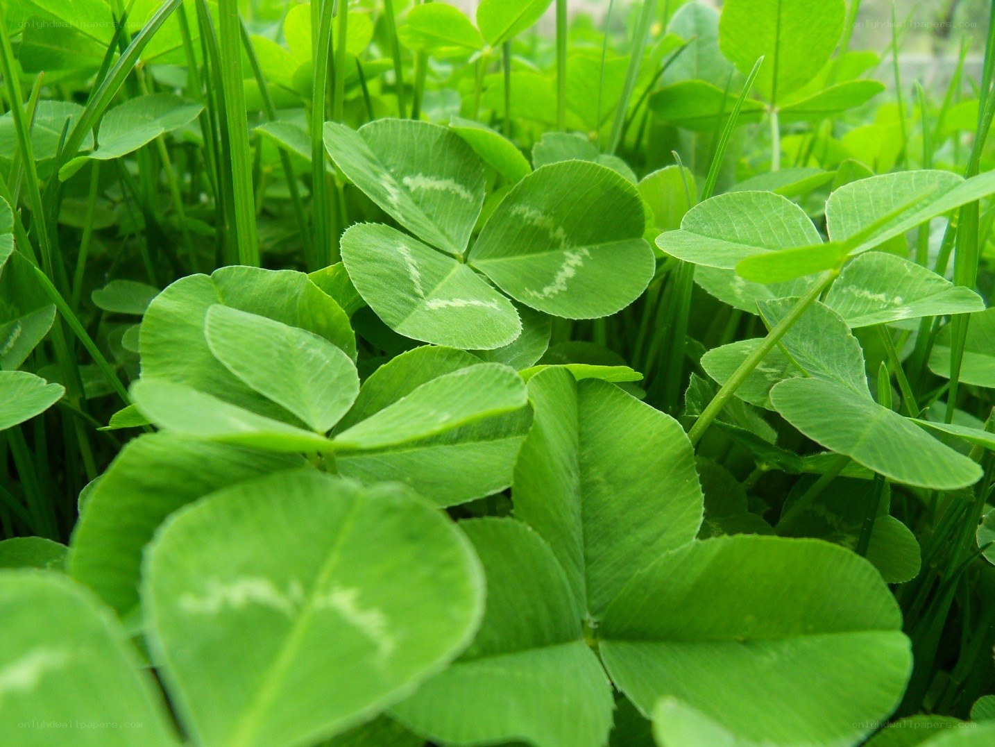 green clover leaves in grass