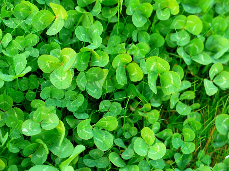 green clover leaves in grass