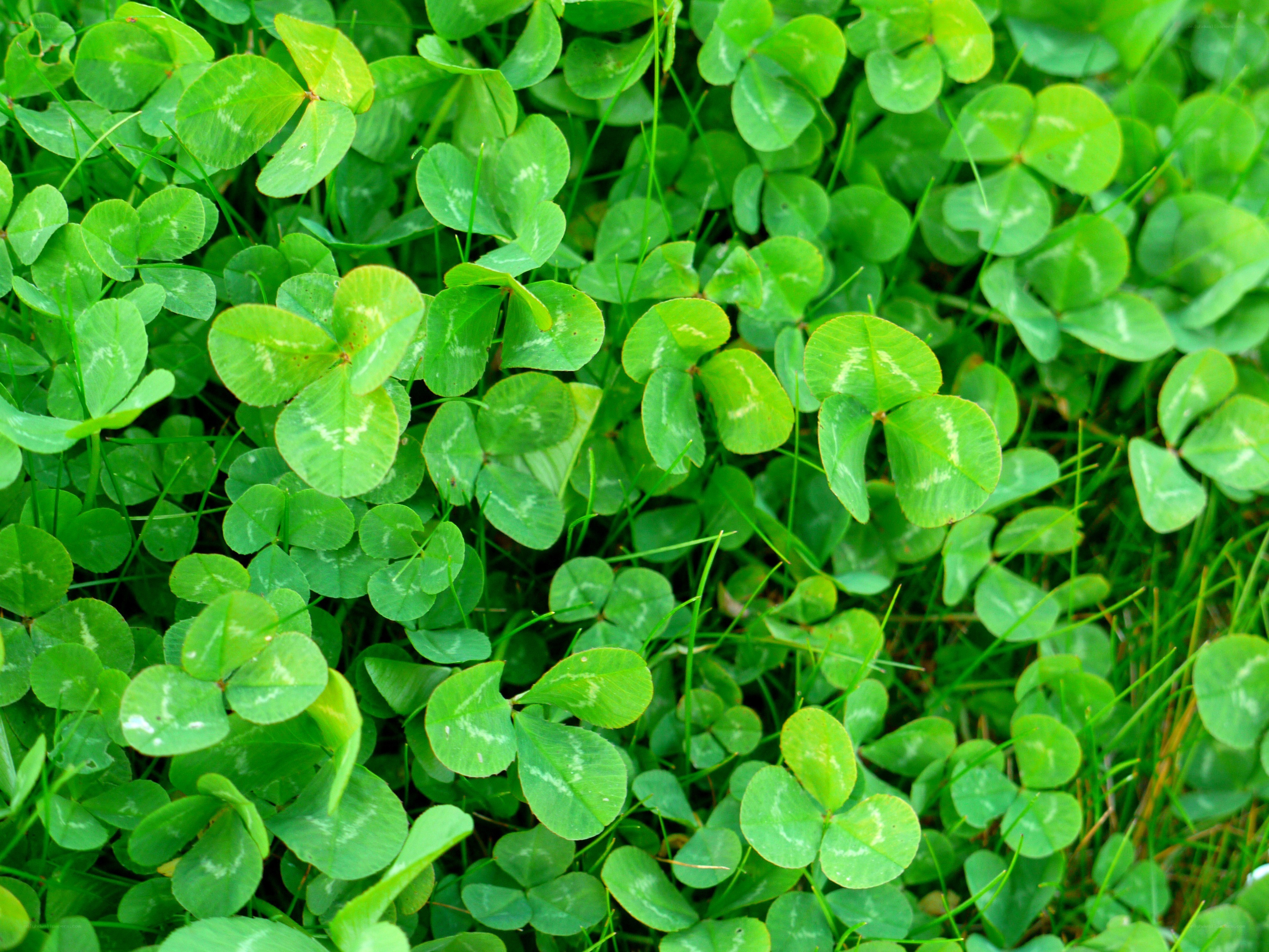 green clover leaves in grass