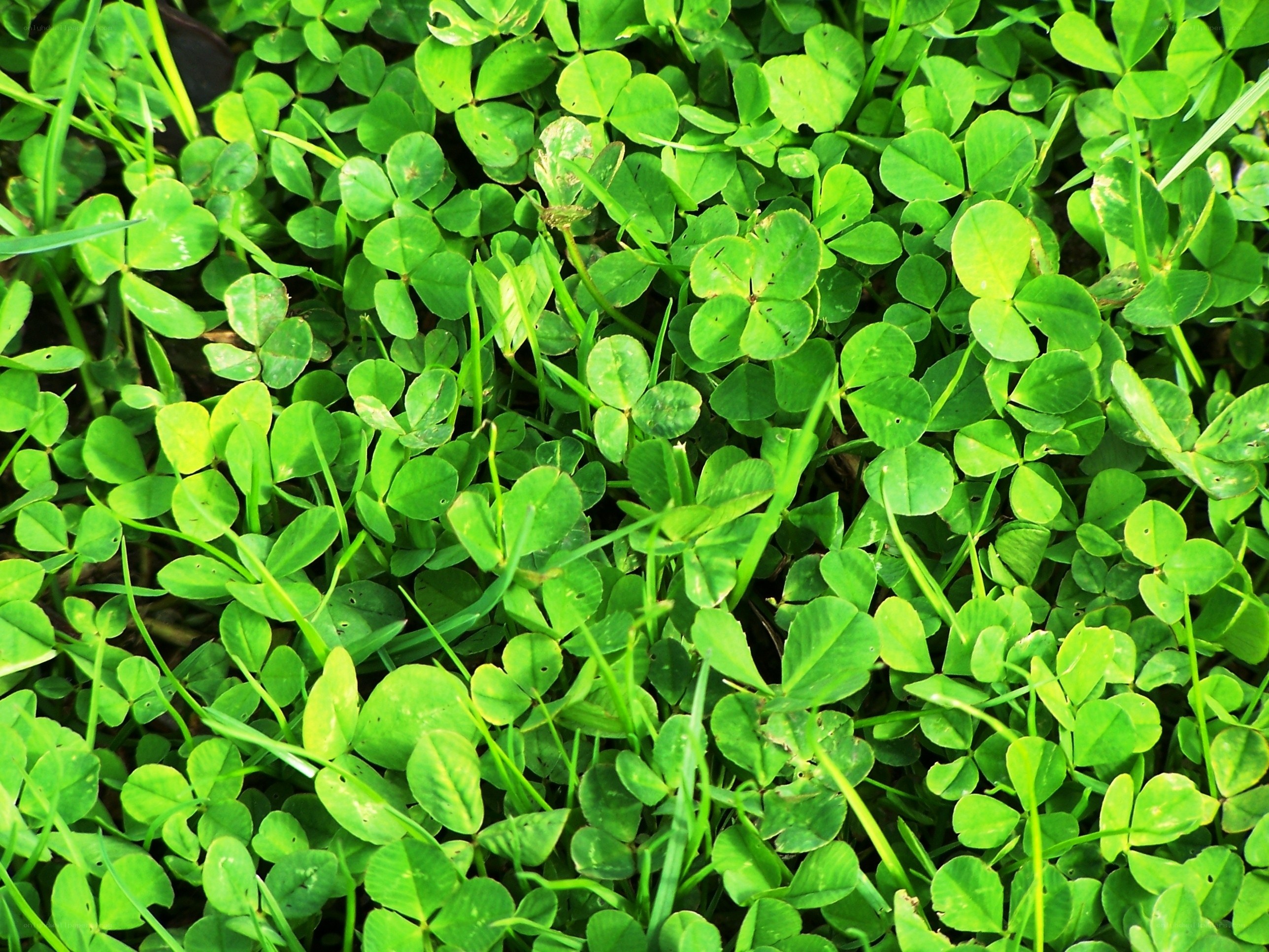 Green clover leaves in grass