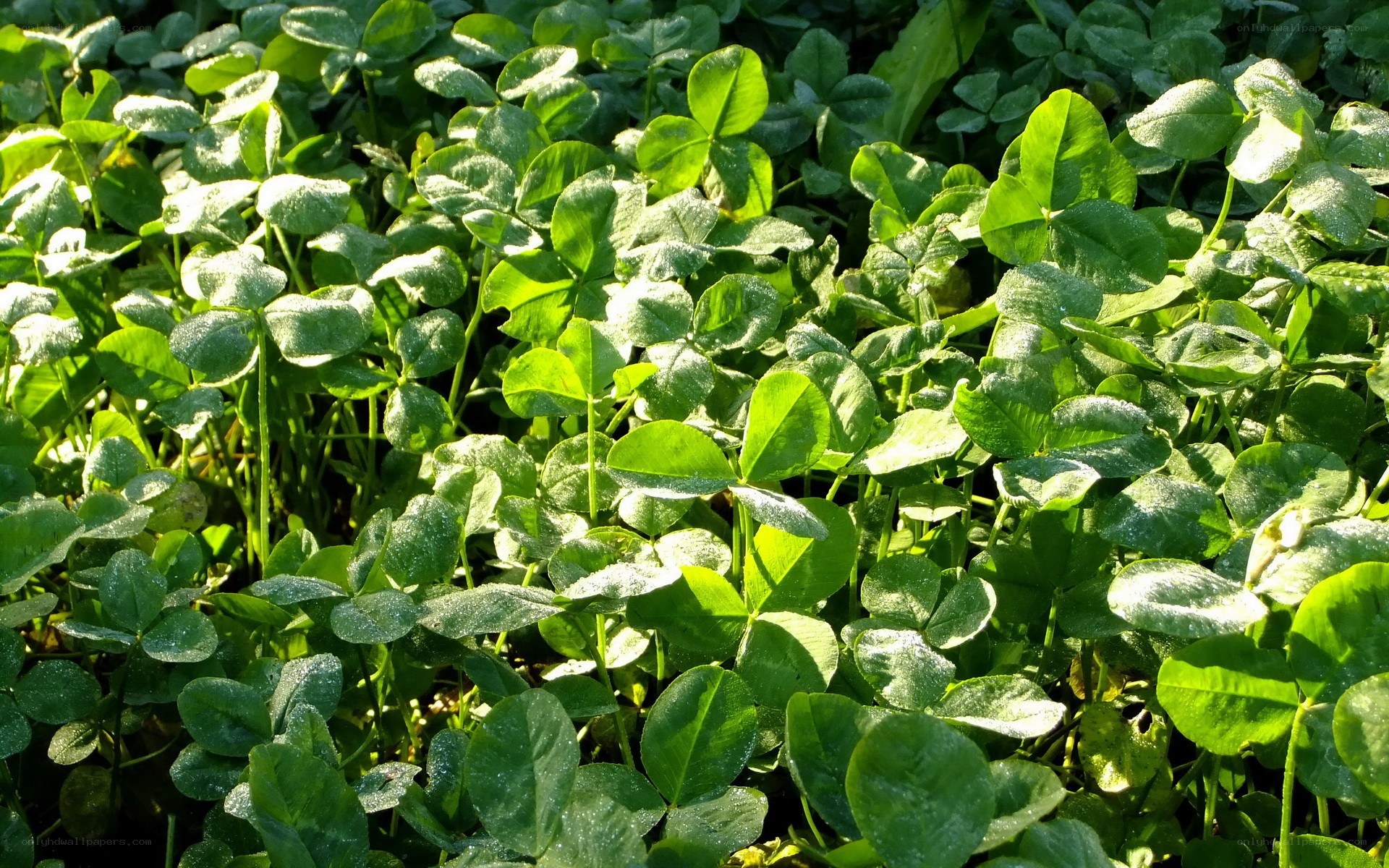 green clover leaves in sunlight