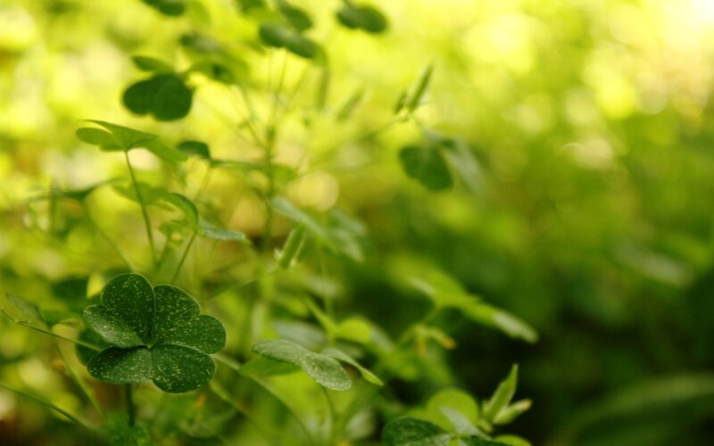 green clover leaves in sunlight