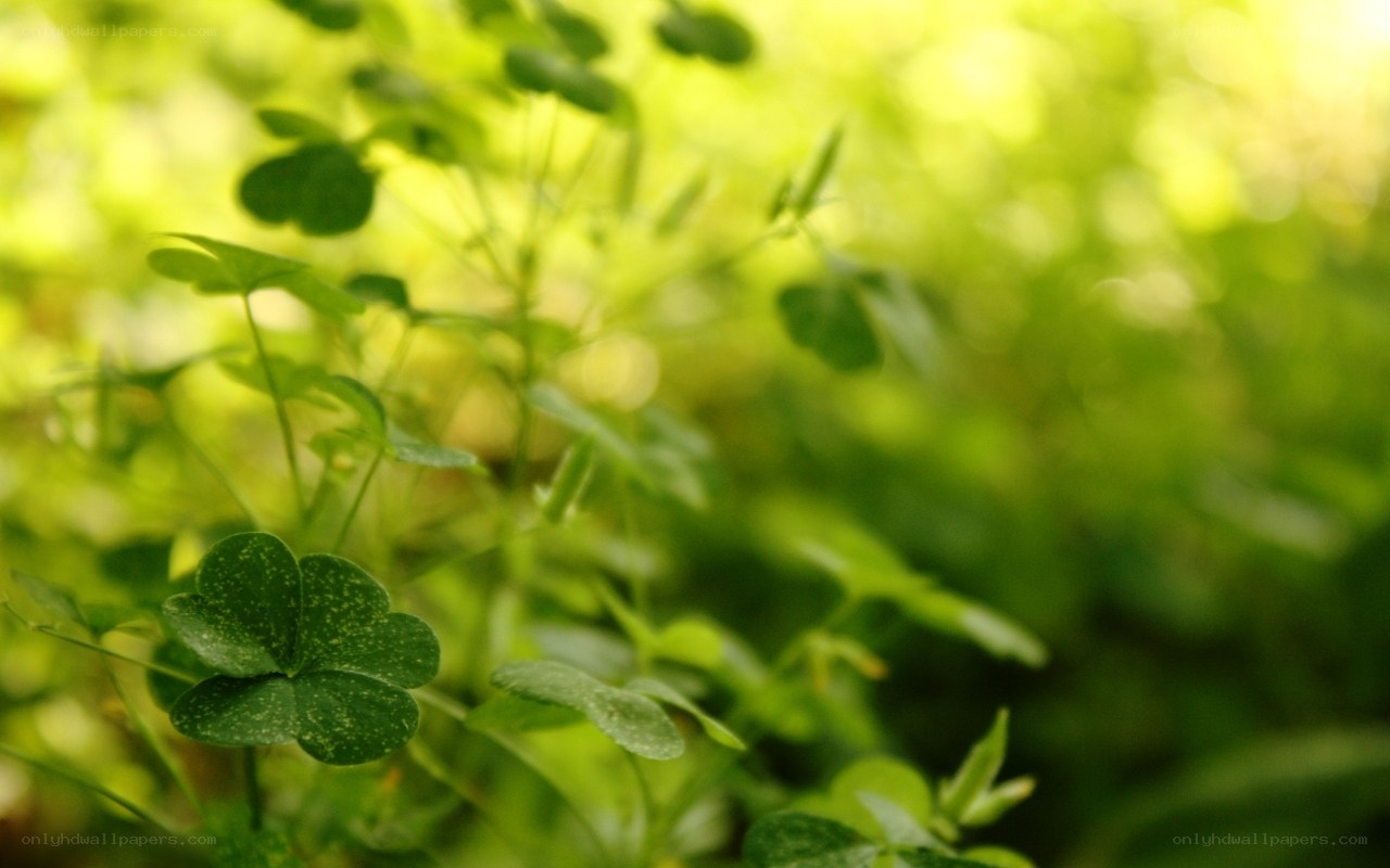 green clover leaves in sunlight