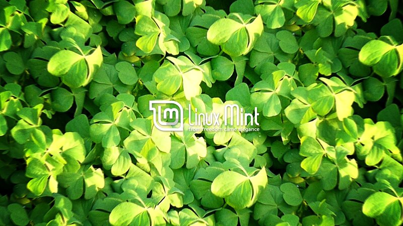 Green Clover Leaves — Natural, Afternoon