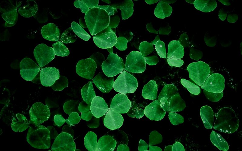 Green Clover Leaves — Natural, Photograph, Dew