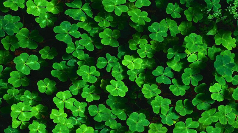 Green Clover Leaves — Natural, Photograph, Plants
