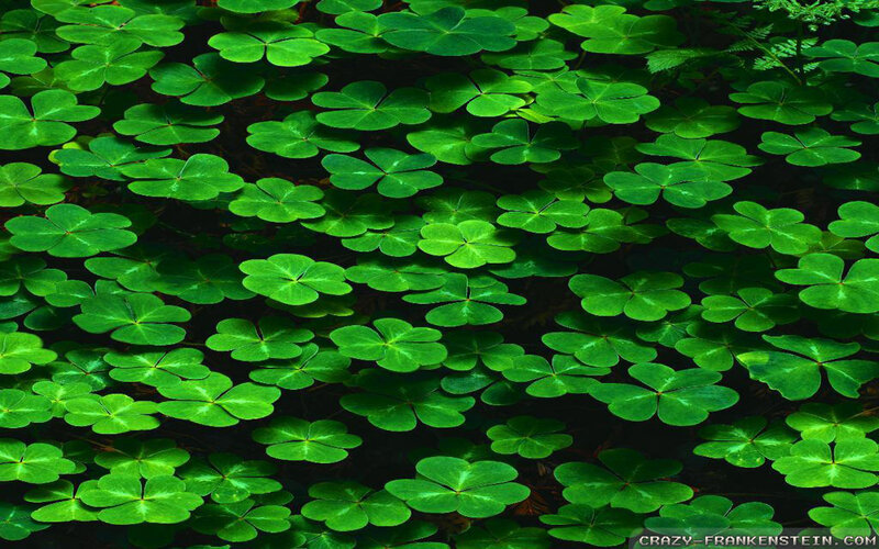 Green Clover Leaves — Natural, Photograph, Shadows