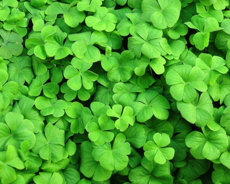 Green Clover Leaves — Natural, Photograph