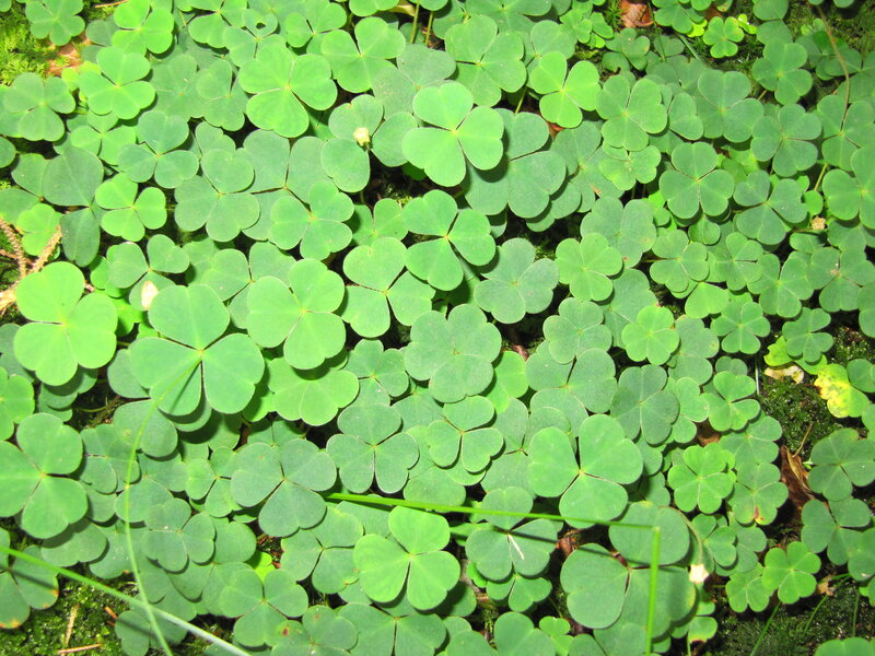 Green Clover Leaves — Natural, Spring
