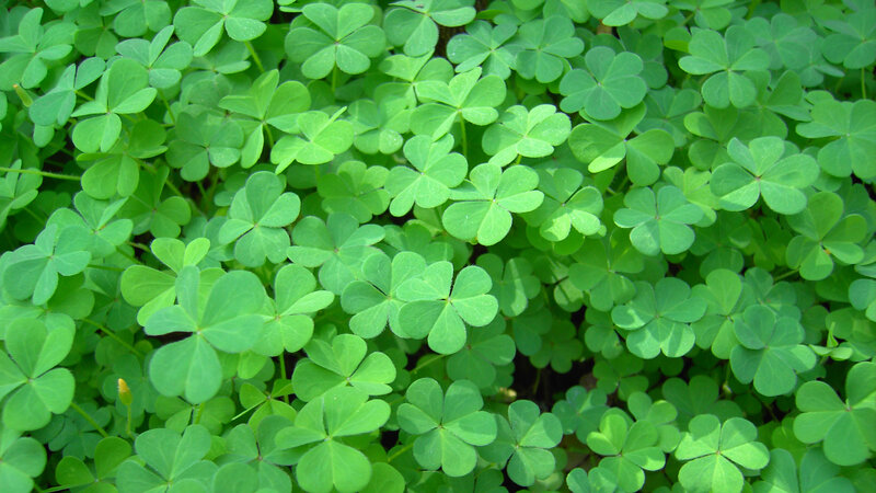 Green Clover Leaves — Natural