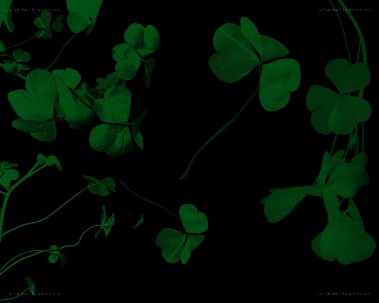 green clover leaves on black