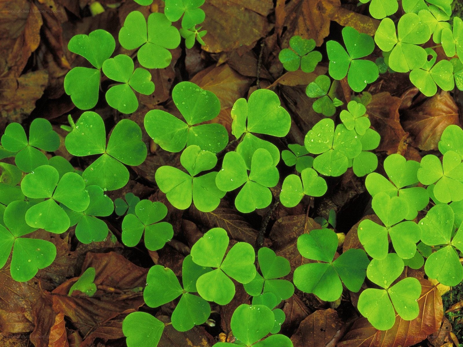 Green clover leaves on forest floor