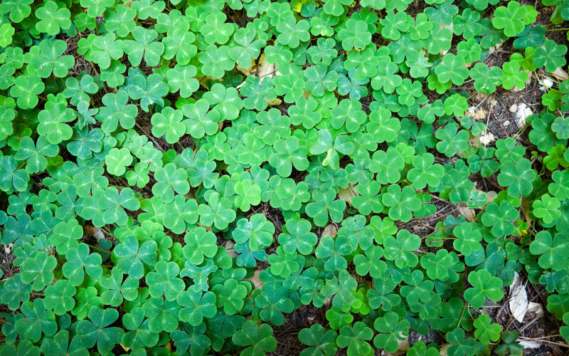 green clover leaves on ground
