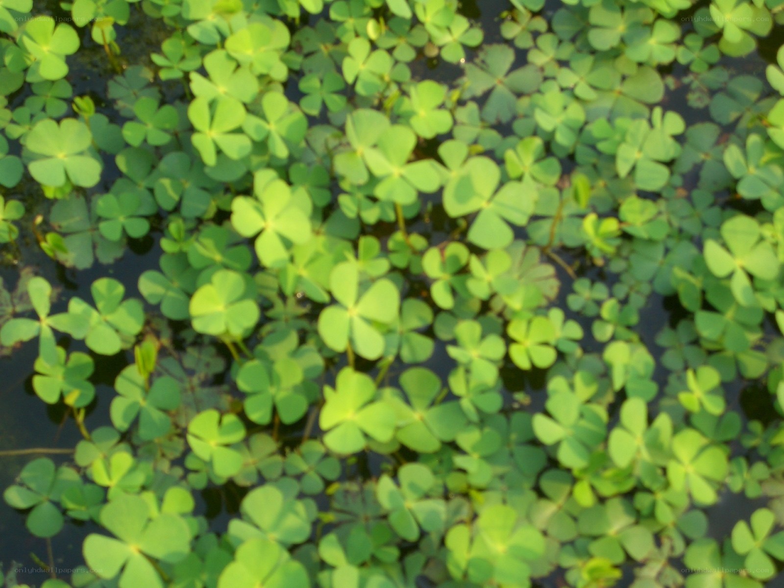 green clover leaves on water