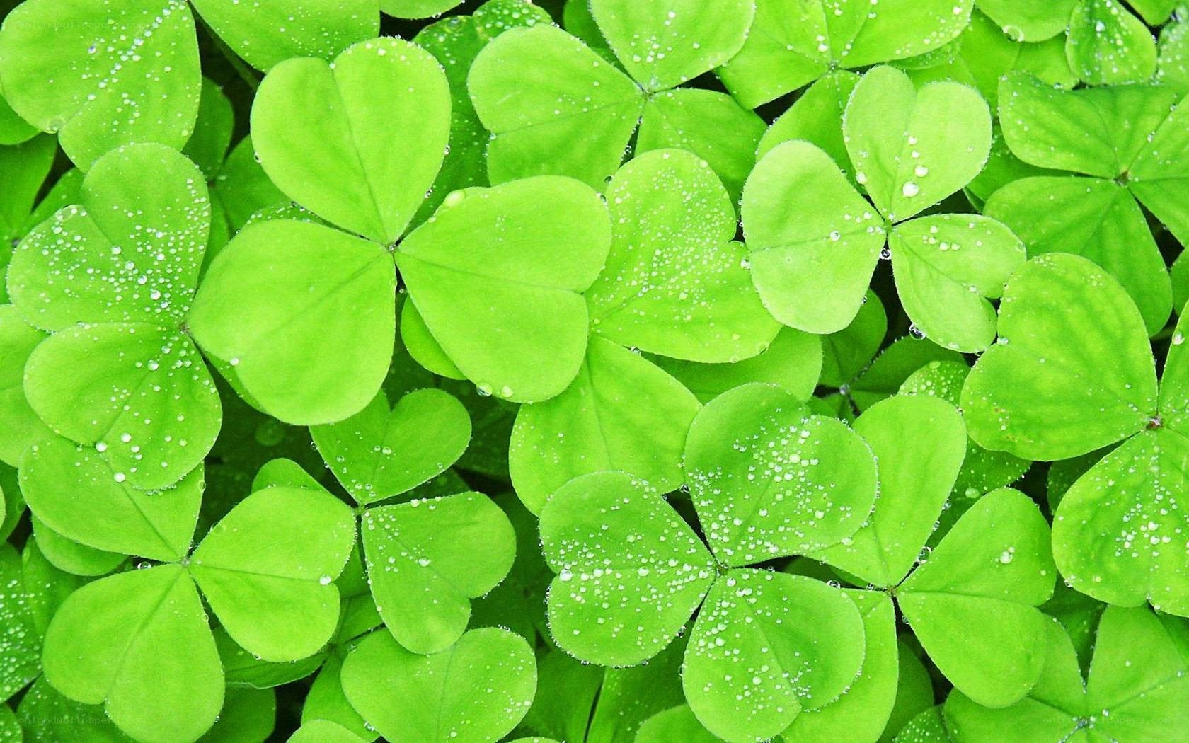 green clover leaves with dew