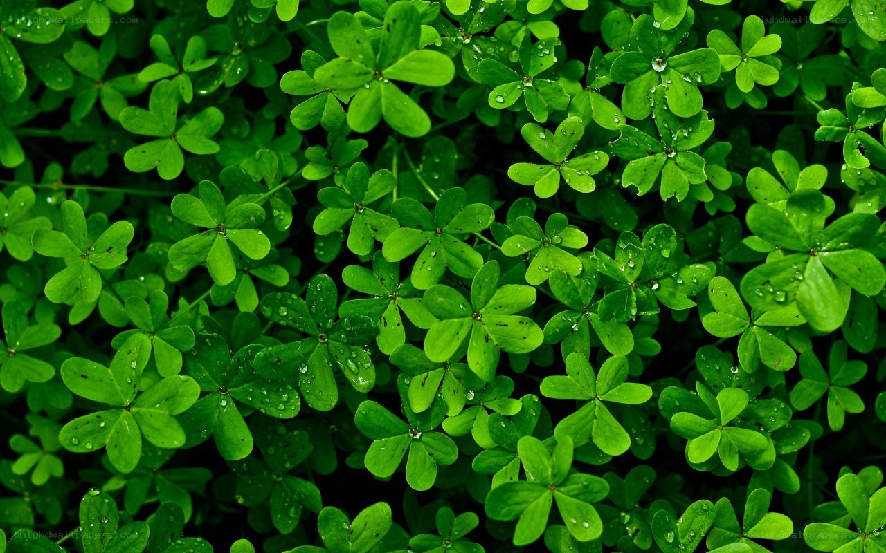 green clover leaves with dew