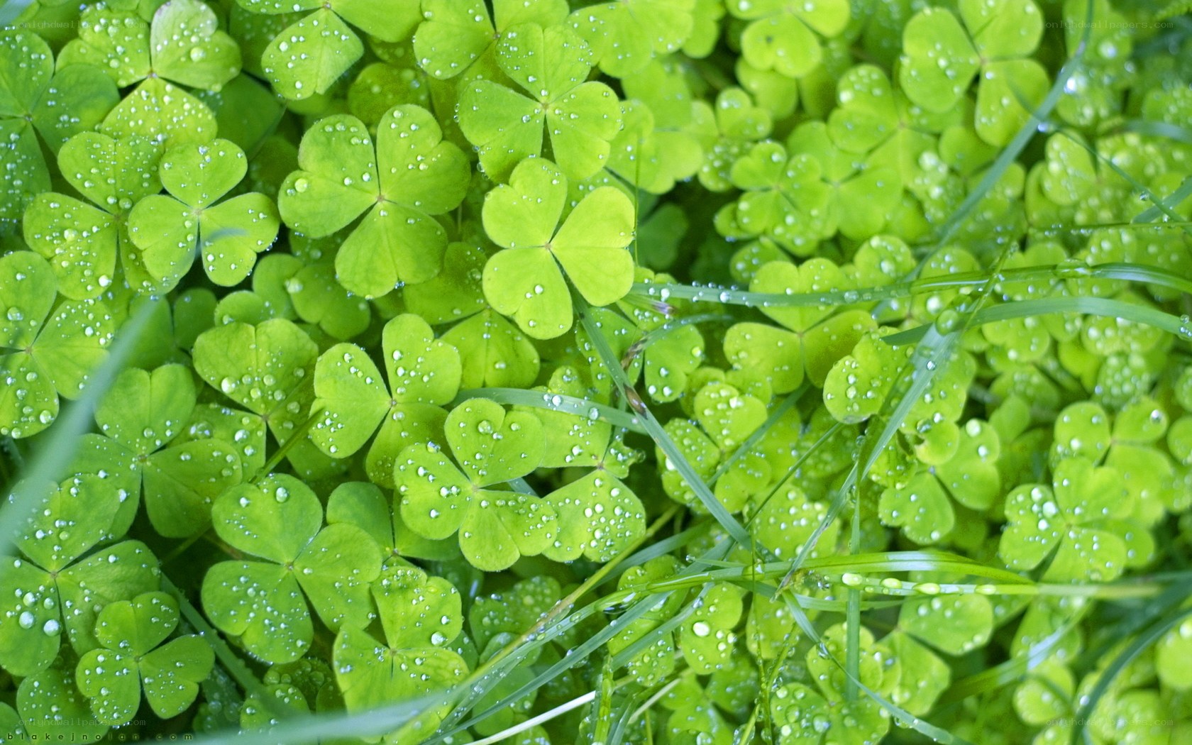 Green clover leaves with dew
