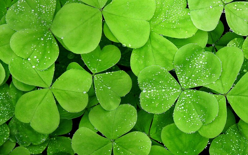 green clover leaves with dew