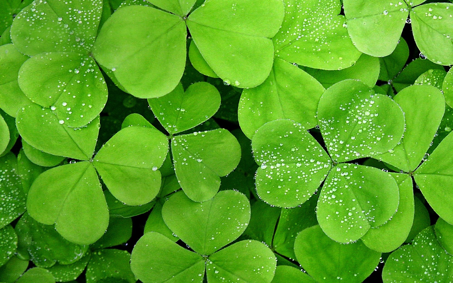 green clover leaves with dew