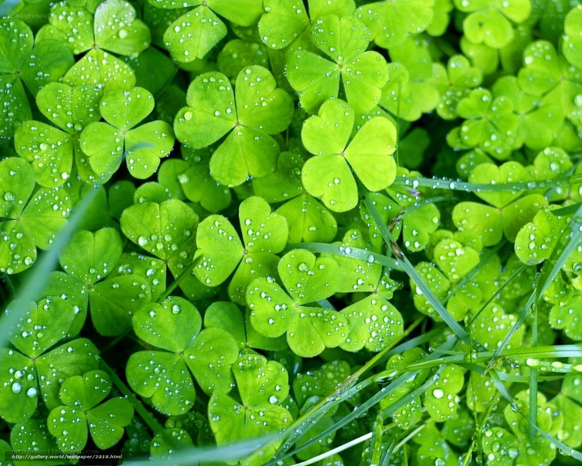 Green clover leaves with dew