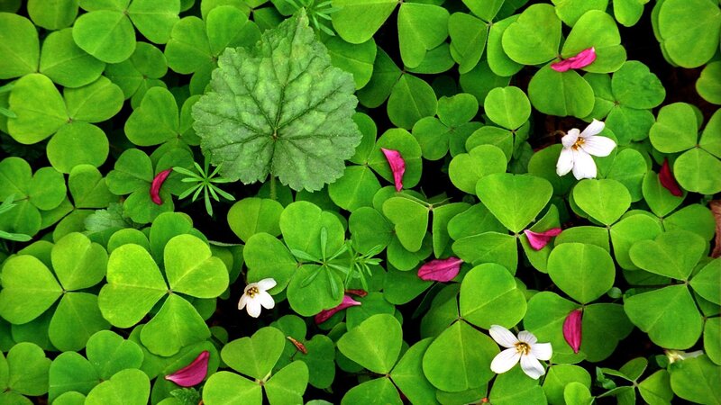 green clover leaves with flowers
