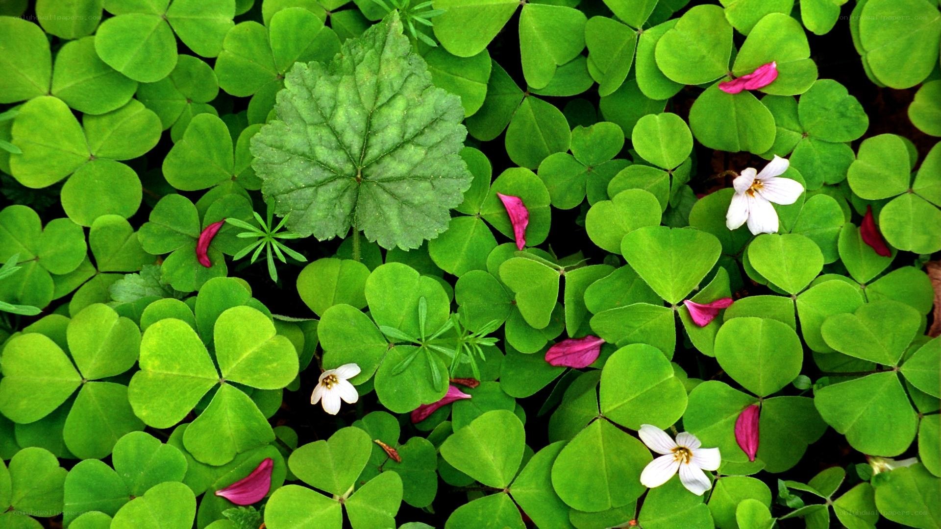 green clover leaves with flowers