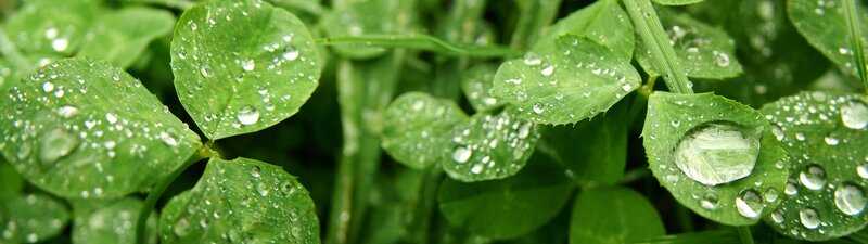 green clover leaves with water droplets
