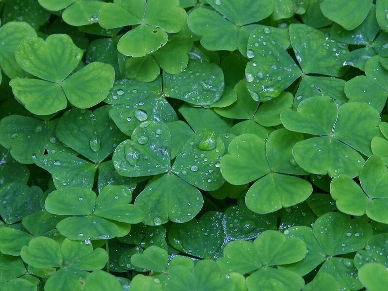 Green clover leaves with water droplets