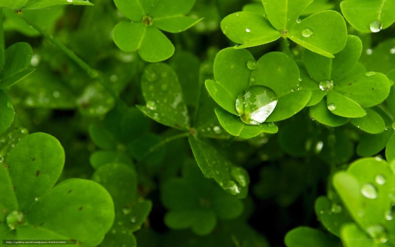 Green clover leaves with water droplets