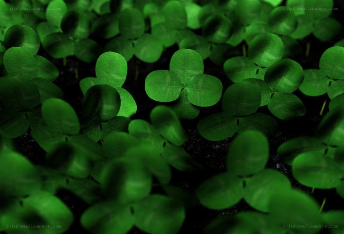 green clover plants in soil