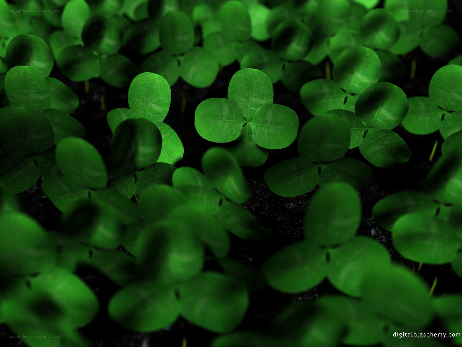 green clover plants in soil