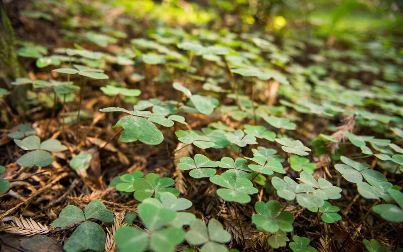 green clover plants on forest floor