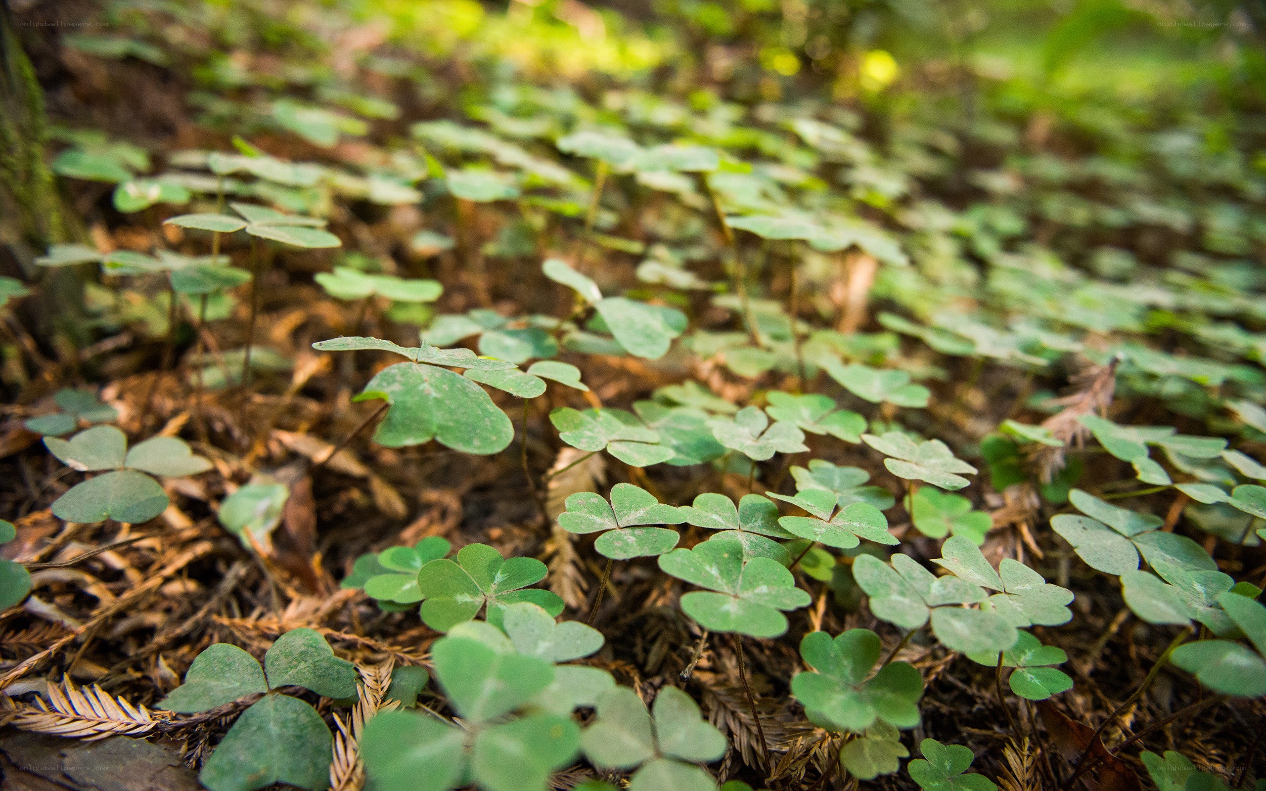 green clover plants on forest floor