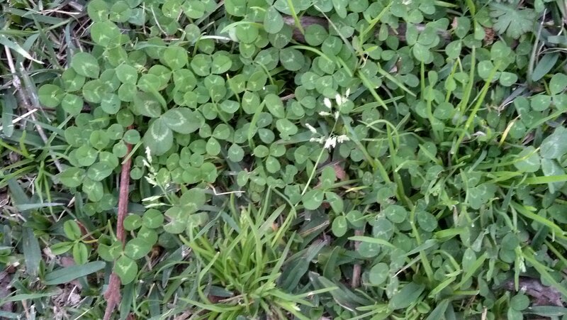 Green Clover Plants