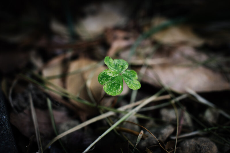 Green Clover Sprout